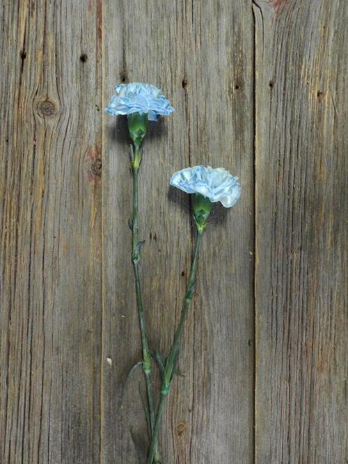 BLUE TINTED CARNATIONS